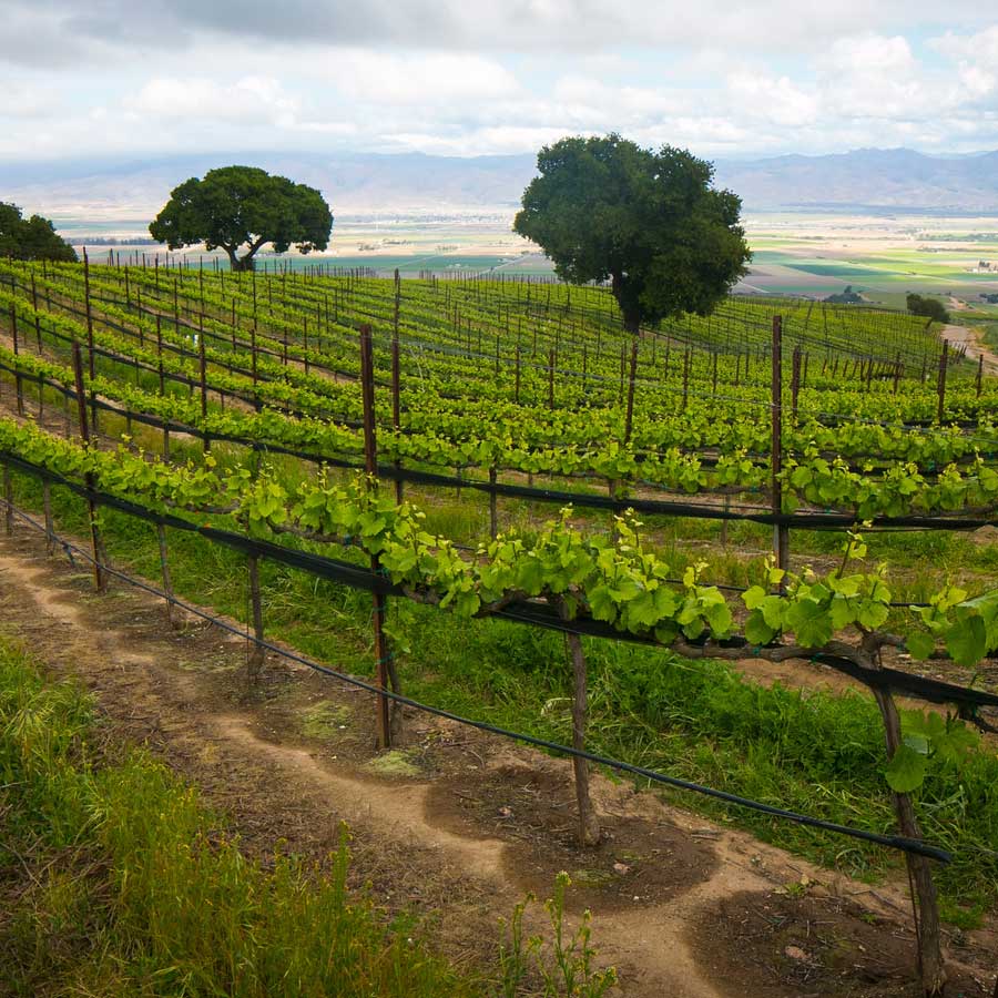Vineyard with lush green grapevines, trees, and distant mountains, showcasing Red Stitch Wine's scen.